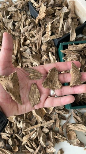 ميني موروكي حي - سوبر دبل