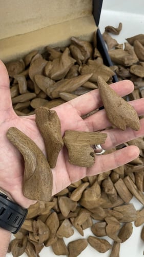 ميني موروكي آصقون - سوبر مرتفع