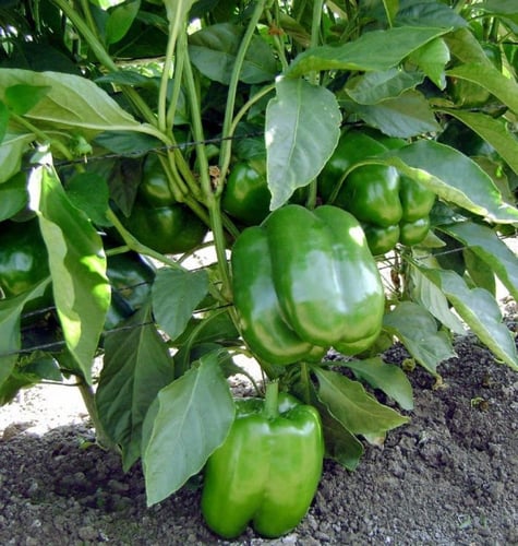 بذور فلفل بارد أخضر Capsicum annuum