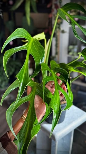 MONSTERA BURLE MARX FRAME