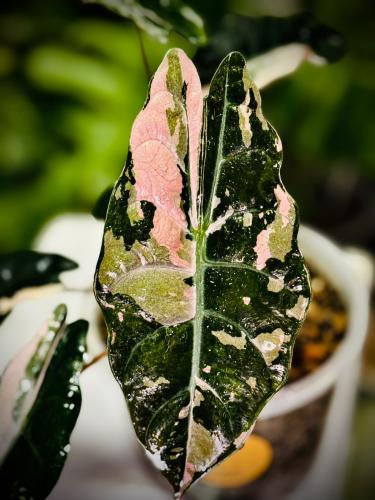 ALOCASIA CHANTRIERI PINK