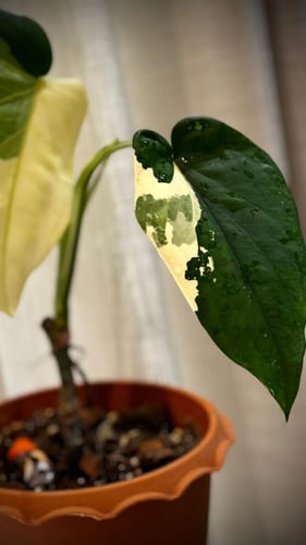 SYNGONIUM CHIAPENSE VARIEGATED