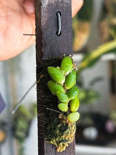 DENDROBIUM LICHENAST