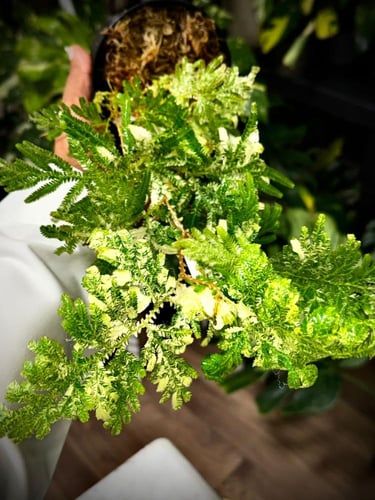 SELAGINELLA FERN Variegated