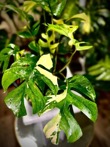 MONSTERA GINNY VARIEGATED