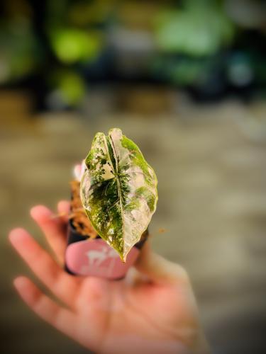 ALOCASIA AZLANII PINK