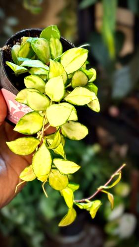 HOYA HEUSCHKELIANA Variegated