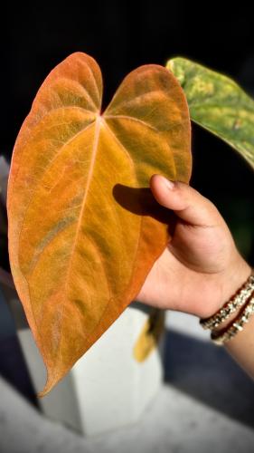 ANTHURIUM HYBRID VARIEGATED