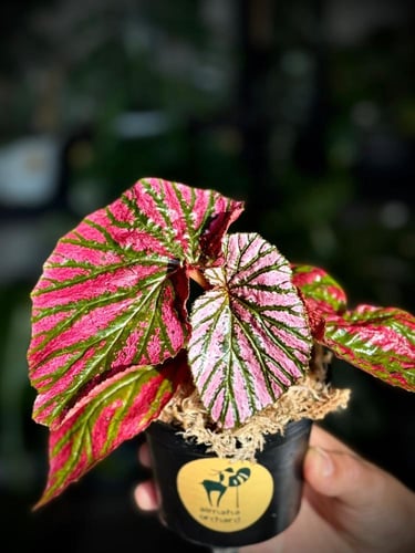 BEGONIA REX MIX VARIETIES