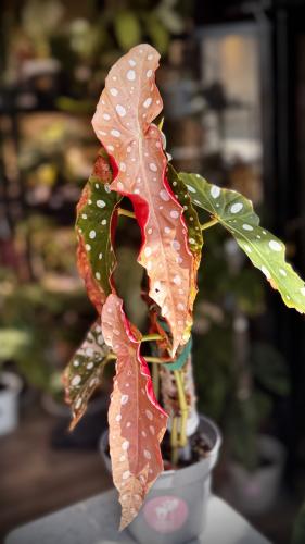 BEGONIA MACULATA VARIEGATED