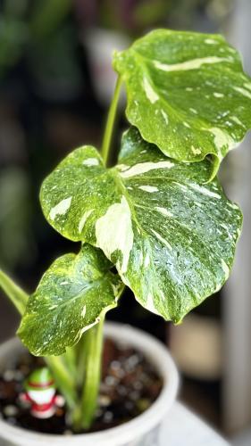 MONSTERA TRICOLOR MUT