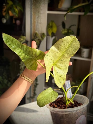 PHILODENDRON BILLIETIAE X PARAISO