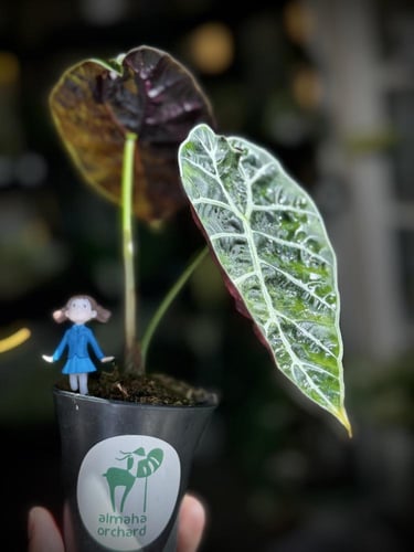 ALOCASIA WATSONIANA PINK