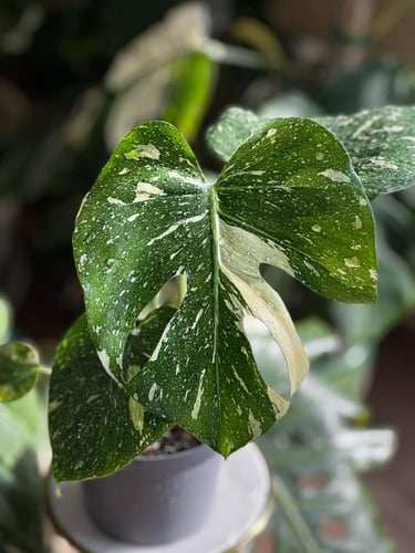 Monstera Thai Constellati