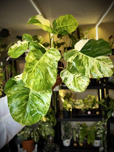 POTHOS N JOY (BIG LEAF)