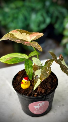 SYNGONIUM TRICOLOR CHOCOLATE