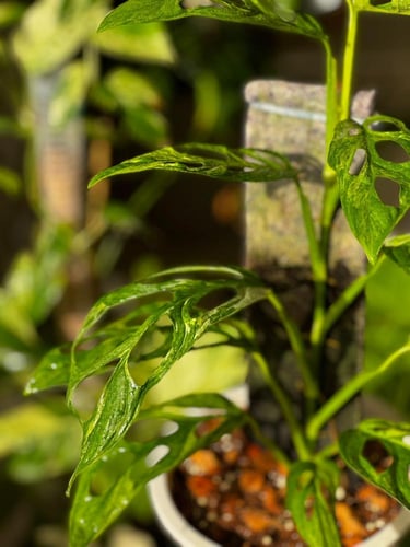 MONSTERA ADANSONII INIDONE