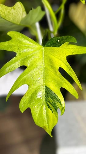 PHILODENDRON FLORIDA x BIPINNATIFIDUM