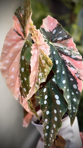 begonia maculata variegated