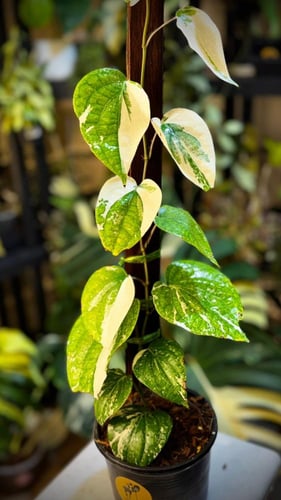 PIPER NIGRUM VARIEGATED