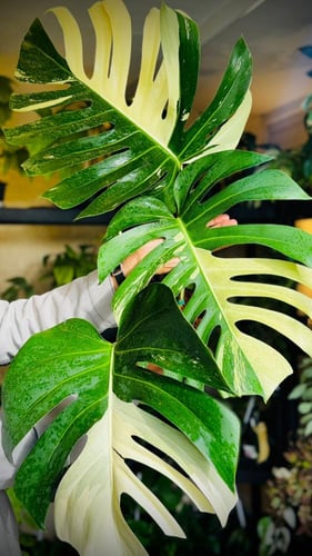MONSTERA DELICIOSA MINT