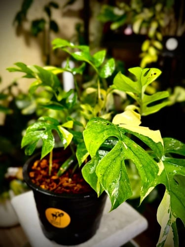 MONSTERA GINNY VARIEGATED