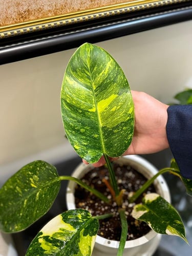 philodendendron green congo Marble Variegated