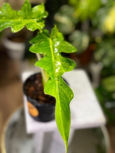 PHILODENDRON BOBCEE X FLORIDA