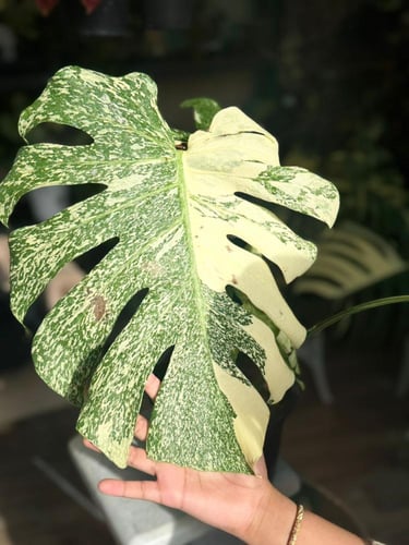 MONSTERA DELICIOSA STARLIGHT
