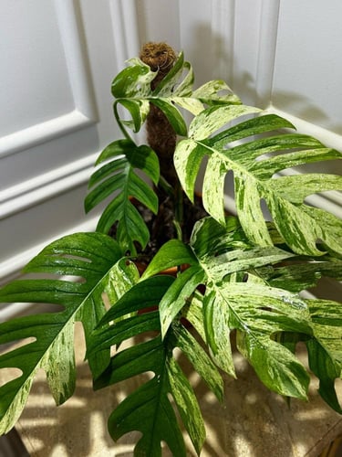 EPIPREMNUM PINNATUM MARBL