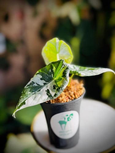 ALOCASIA MAHARANI ALBO