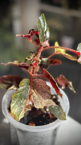 BEGONIA REX MIX VARIETIES