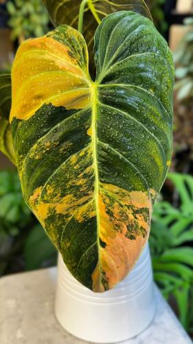PHILODENDRON MELANO PINK Variegated