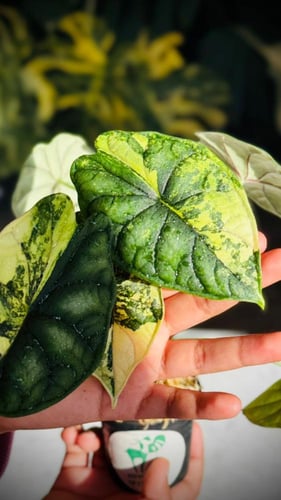 ALOCASIA DRAGON SCALE AUREA