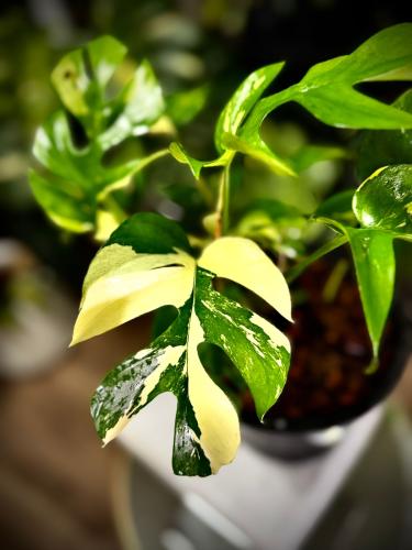 MONSTERA GINNY VARIEGATED