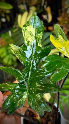 PHILODENDRON (FLORIDA x MAYOI) x MAYOI