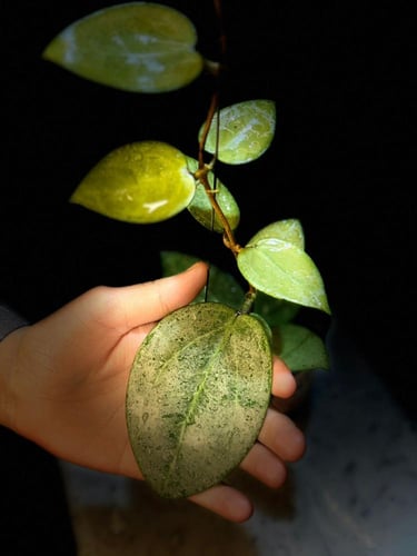 HOYA PARASITICA HEART LEAVES