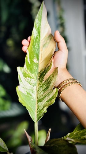 Philodendron Caramel Marble