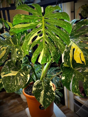 Monstera Thai Constellation