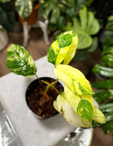 RHAPHIDOPHORA PUBERULA Variegated