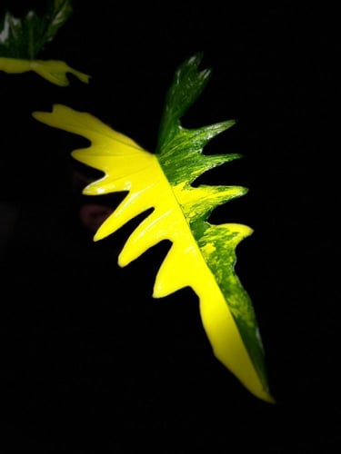 PHILODENDRON FLORIDA X TORTUM