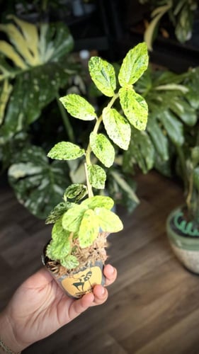 PELLIONIA SP VARIEGATED