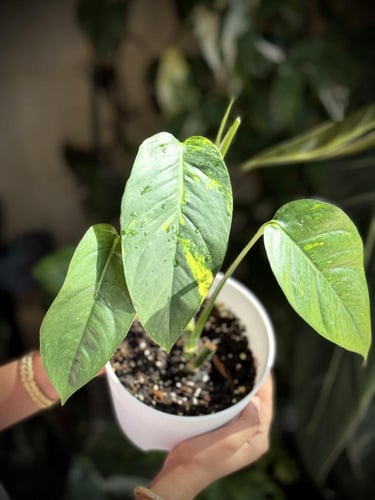 Epipremnum Pinnatum Yellow Variegated - ابيبريمنيو...