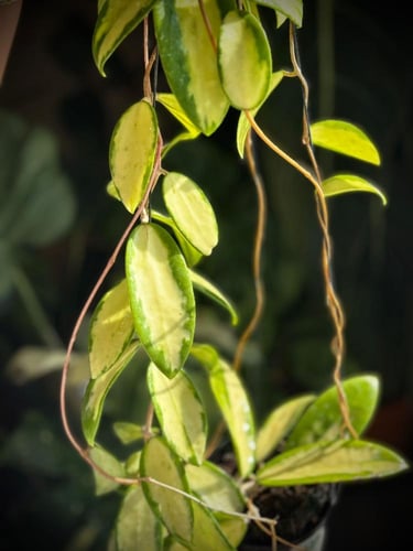 HOYA ACUTA INNER VAR