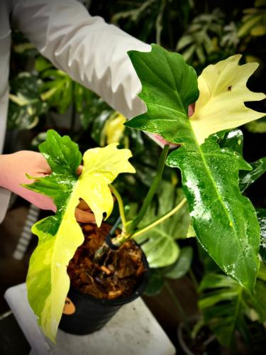 PHILODENDRON GOLDEN DRAGON