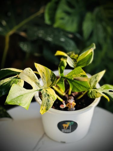 MONSTERA GINNY MIGMA