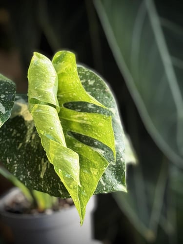 Monstera Thai Constellati