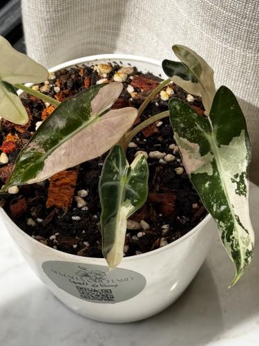 alocasia bambino variegated