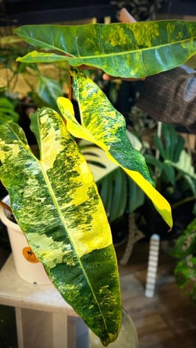PHILODENDRON BILLIETIAE Variegated