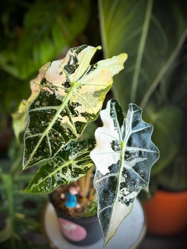 ALOCASIA AMAZONICA POLLY VAR